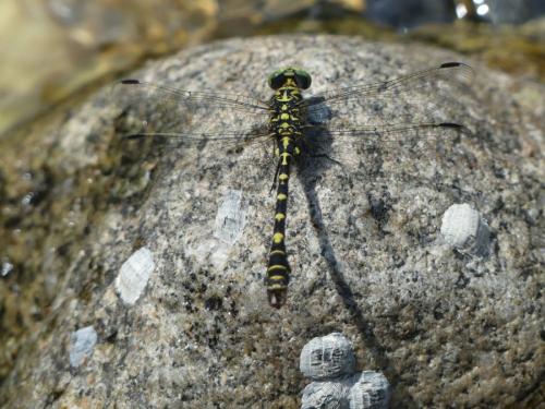 Onychogomphus forcipatus